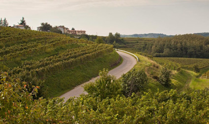 Hügelige Landschaft rund um das Weingut von Eugenio Collavini
