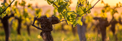 Die Rebstöcke saugen das Licht als Energiequelle auf