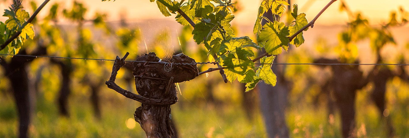 Die Rebstöcke saugen das Licht als Energiequelle auf