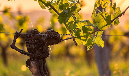 Die Rebstöcke saugen das Licht als Energiequelle auf