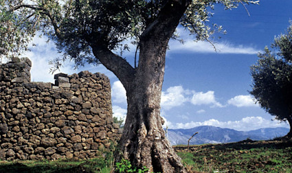 Blauer Himmer über dem Land der Tenuta Tascante