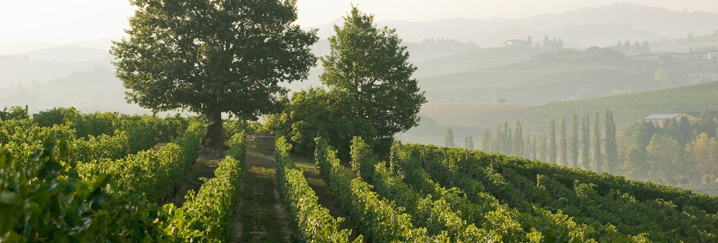 Saftig grüne Reben in der hügeligen Landschaft des Piemonts