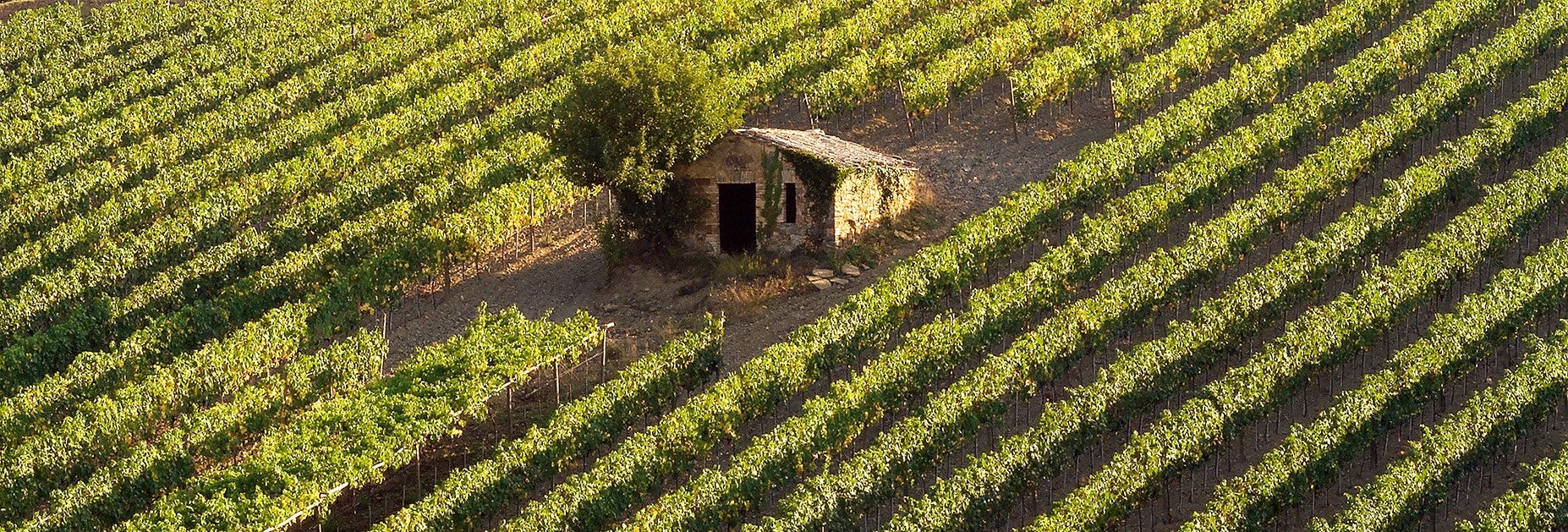 Rebbergen des Weinguts Conti Costanti aus der Toskana mit einem Steinhaus in der Mitte