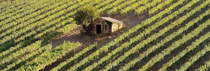Rebbergen des Weinguts Conti Costanti aus der Toskana mit einem Steinhaus in der Mitte