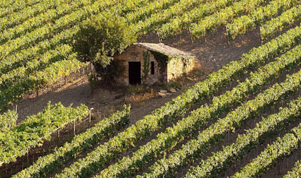 Rebbergen des Weinguts Conti Costanti aus der Toskana mit einem Steinhaus in der Mitte