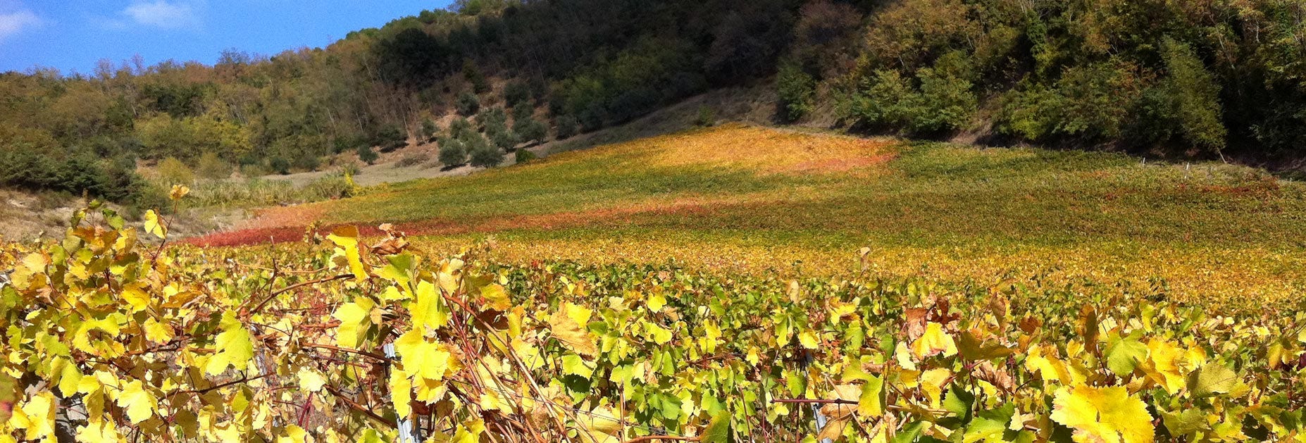 Herbstliche Stimmung über den Rebbergen von Balìa di Zola