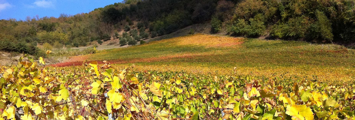 Herbstliche Stimmung über den Rebbergen von Balìa di Zola