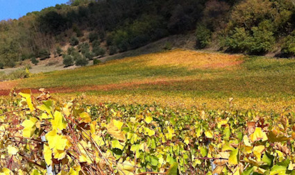 Herbstliche Stimmung über den Rebbergen von Balìa di Zola