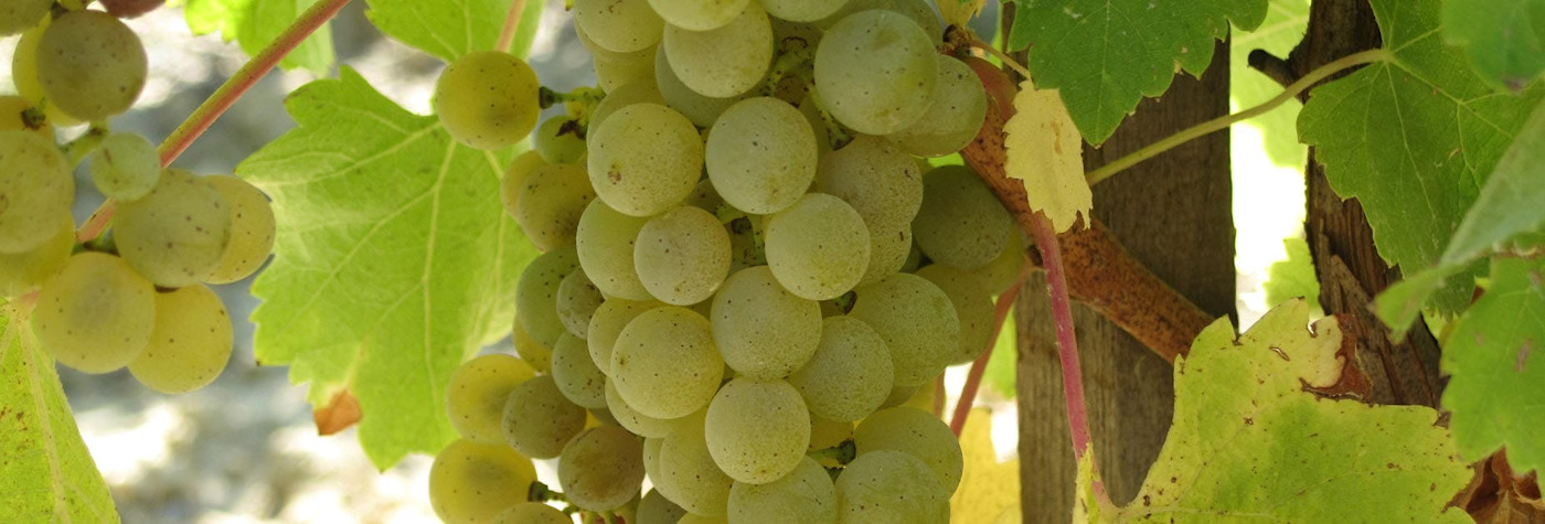 Aus Sauvignon blanc Trauben produziert man einen wunderbar erfrischenden Weisswein