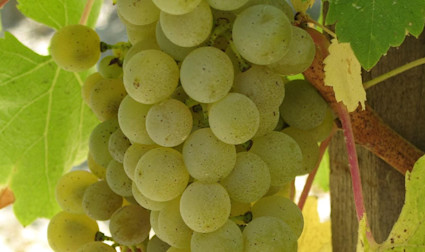 Aus Sauvignon blanc Trauben produziert man einen wunderbar erfrischenden Weisswein