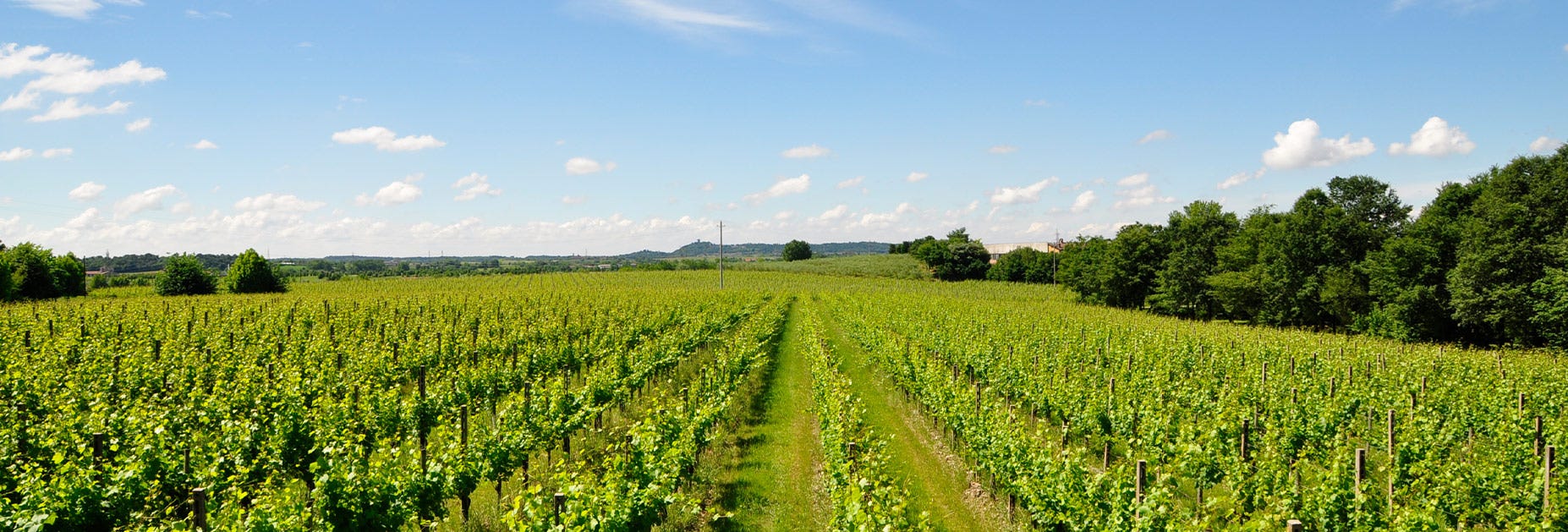 Weitblick über die saftig grünen Rebflächen von Selva Capuzza in der Lombardei
