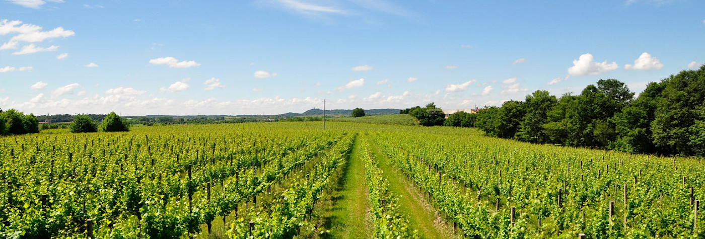 Weitblick über die saftig grünen Rebflächen von Selva Capuzza in der Lombardei