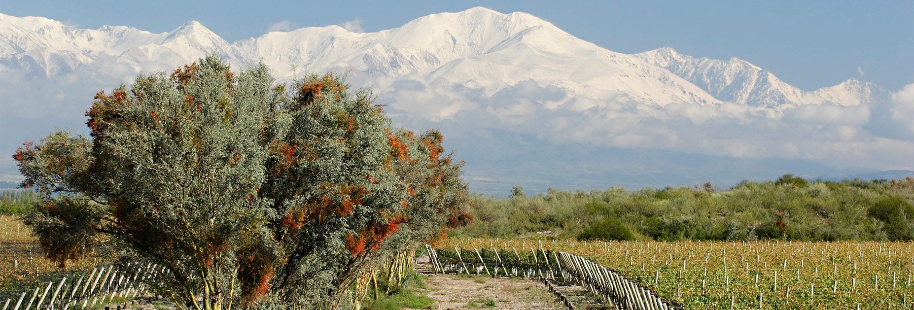 Das bekannteste Anbaugebiet Argentiniens ist die Wolfühl-Heimat des Malbec, in Mendoza