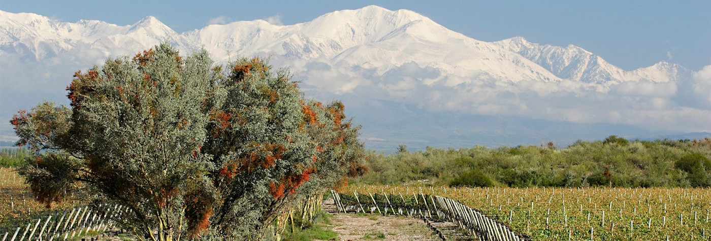 Das bekannteste Anbaugebiet Argentiniens ist die Wolfühl-Heimat des Malbec, in Mendoza