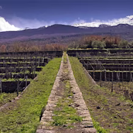 Die Tenuta Tascante ist gepägt von der Hügellandschaft mit Vulkangestein