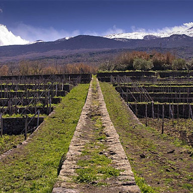 Die Tenuta Tascante ist gepägt von der Hügellandschaft mit Vulkangestein