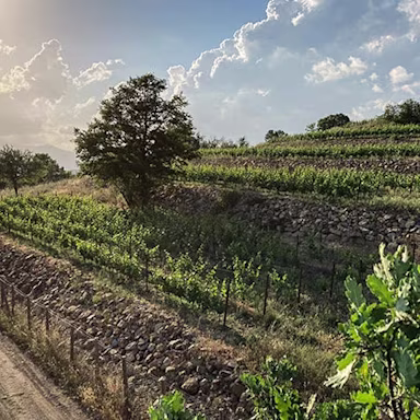 Weinberg von Sancaba