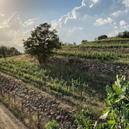 Weinberg von Sancaba