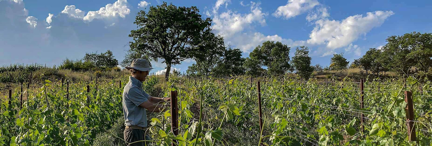 Carlo Franchetti arbeitet in seinen Weinbergen