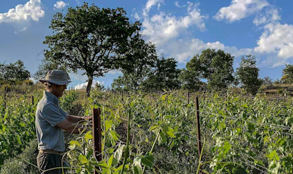 Carlo Franchetti arbeitet in seinen Weinbergen