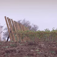 Frisch angepflanzte Jungreben auf dem Weingut Borgo di Colloredo