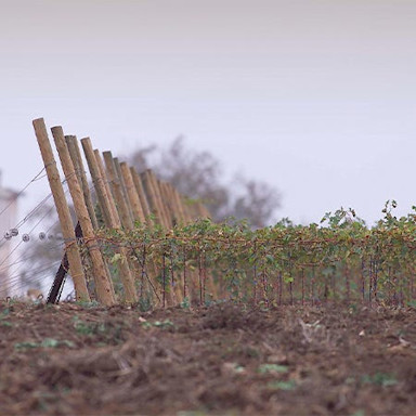 Frisch angepflanzte Jungreben auf dem Weingut Borgo di Colloredo