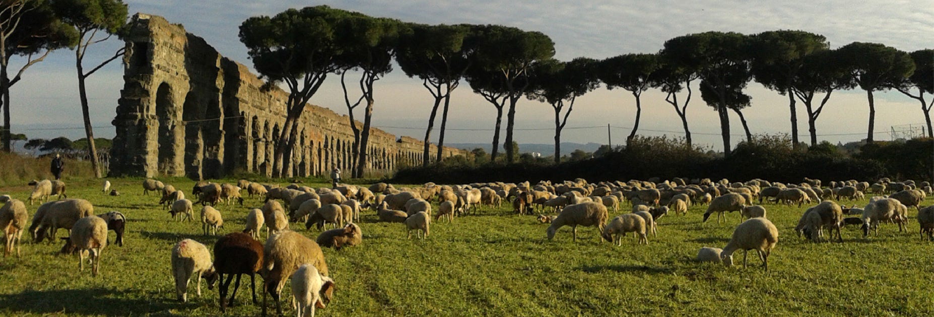Mitten im Gebiet Latium geniessen die Schafe die frischen Wiesen