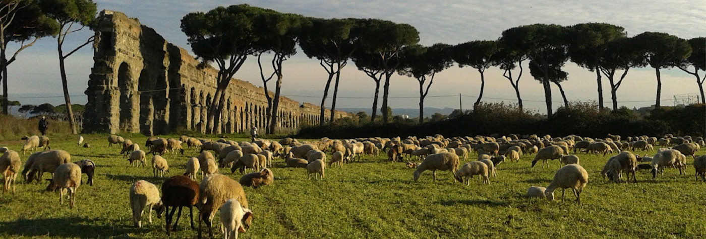Mitten im Gebiet Latium geniessen die Schafe die frischen Wiesen