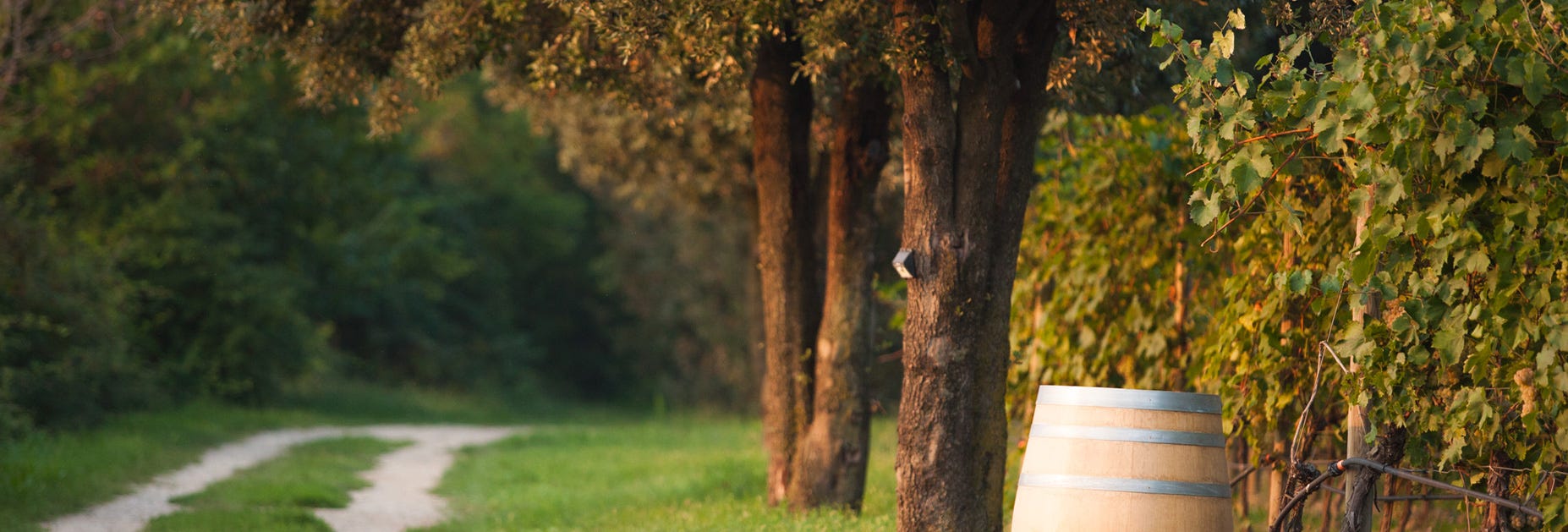 Herbstliche Stimmung auf einem Waldweg mit Barriquefass