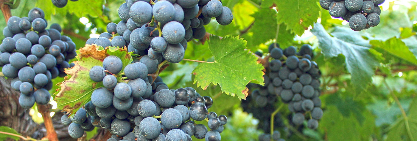 Reife Montepulciano Weintrauben