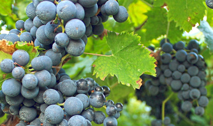 Reife Montepulciano Weintrauben