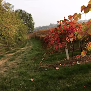 Herbststimmung in den Rebbergen von Villa di Corlo