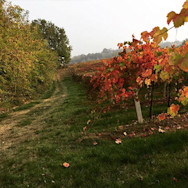 Herbststimmung in den Rebbergen von Villa di Corlo
