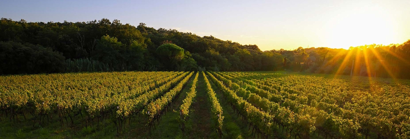 Blick auf die Rebberge der Tenuta Vergaia