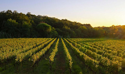 Blick auf die Rebberge der Tenuta Vergaia