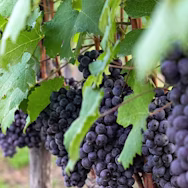 Reife rote Weintrauben auf dem Weingut Franco M. Martinetti