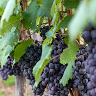 Reife rote Weintrauben auf dem Weingut Franco M. Martinetti