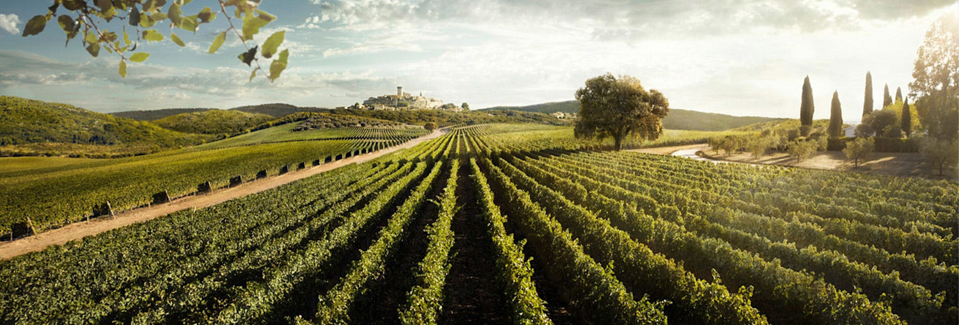 Weitblick über die Rebbergen der Tenuta San Guido