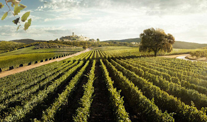 Weitblick über die Rebbergen der Tenuta San Guido