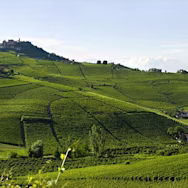 Strahlend blauer Himmel über den Rebbergen des Weinguts Beni di Batasiolo
