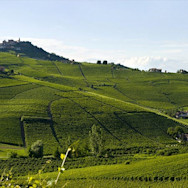 Strahlend blauer Himmel über den Rebbergen des Weinguts Beni di Batasiolo