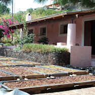 Malvasiatrauben werden von der Sonne getrocknet