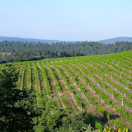 Schöne Reben vom Weingut Château Val Joanis