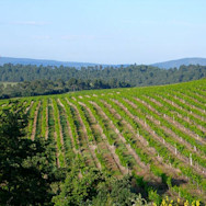 Schöne Reben vom Weingut Château Val Joanis