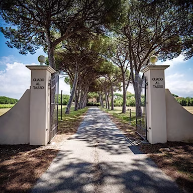 Eingang mit einer Allee zum Weingut Guado al Tasso in der Toskana
