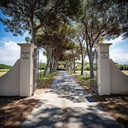 Eingang mit einer Allee zum Weingut Guado al Tasso in der Toskana