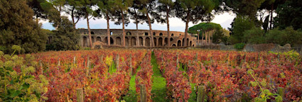 Herbstliche Tage in den Rebgärten von Mastroberardino mit den Ruinen vom Pompeji im Hintergrund