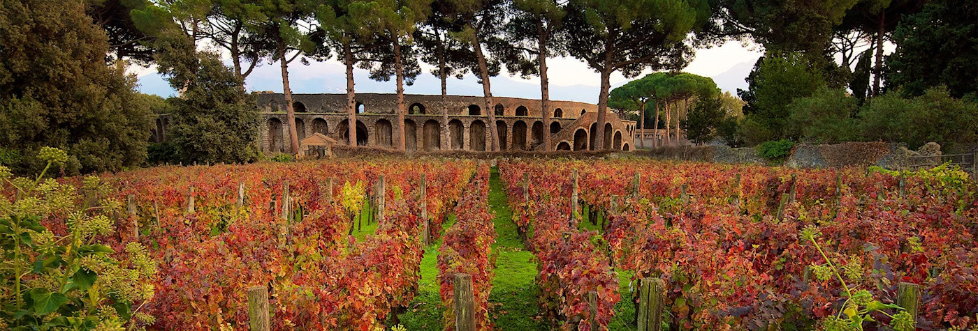 Herbstliche Tage in den Rebgärten von Mastroberardino mit den Ruinen vom Pompeji im Hintergrund