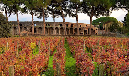 Herbstliche Tage in den Rebgärten von Mastroberardino mit den Ruinen vom Pompeji im Hintergrund