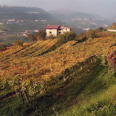 Herbststimmung in den Rebbergen der Masi Agricola